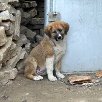 توله سگ ماده نژاد خراسانی