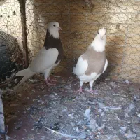 کبوتر طوقی|پرنده|مبارکه, |دیوار