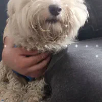 سگ خانگی|سگ|قم, تولید دارو و یخچال|دیوار