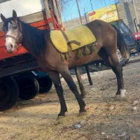 نریان کرد هشتری از نصل اسبان قدیم بهترین خط خونی