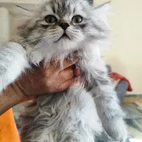 توله پرشین کلاسیک|گربه|شیراز, شهرک گلستان|دیوار