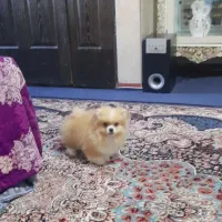 پامر خرسی|سگ|محمدشهر, کوی بهار|دیوار