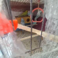 مرغ عشق  نیمه اهلی