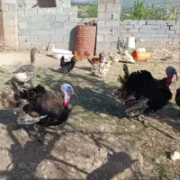 بوقلمون