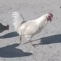 خروس|حیوانات مزرعه|یاسوج, |دیوار