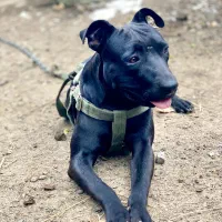 سگ پیتبول|سگ|ماسال, |دیوار