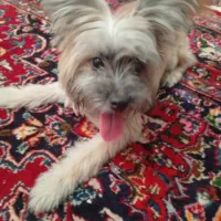 سگ تریر|سگ|کاشان, یزد‌آباد|دیوار