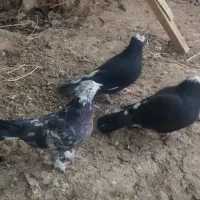 کبوتر