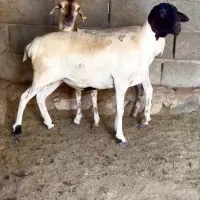 بز نژاد|حیوانات مزرعه|مشهد, ابرغن|دیوار