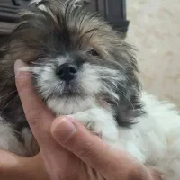 سگ شیتزو فلت