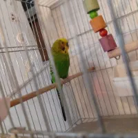 یک جفت مرغ عشق|پرنده|اهر, |دیوار