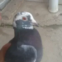 کبوتر ابلغ