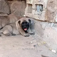 توله**سگ سرابی ** نر و ماده اصیل