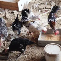 تخم مرغ گلین مرغ گلین خروس گلین و گردن لخت|حیوانات مزرعه|مشهد, شهرک بهارستان|دیوار