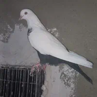 کبوتر طوقی|پرنده|دلبران, |دیوار