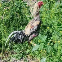 لاری ۳رب مخصوص