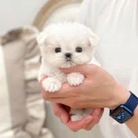 فسقلی اپارتمانی فنجونی