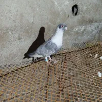 موشی نقره‌ای|پرنده|گنبد کاووس, |دیوار