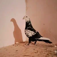 کبوتر سوسکی نر و سار ماده و..موقعیت سبزوار قابل ..