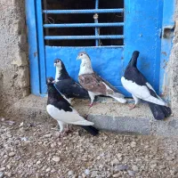 کبوتر.|پرنده|سوسنگرد, |دیوار