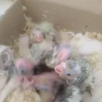 عروس هلندی جوجه سرلاکی