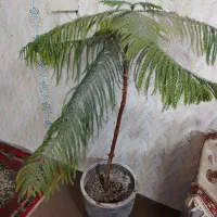 گلدان و گل مطبق