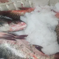 کپور ازد پیکت