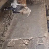 گوسفند پلنگی|حیوانات مزرعه|مشهد, کارده|دیوار