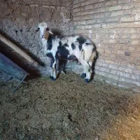 بره قوچ پلنگی یکسال