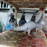 هفت رنگ همدانی|پرنده|ضیاء آباد, |دیوار