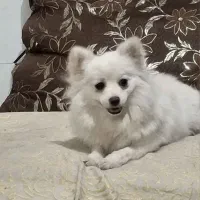 پامرروباهی سایزریزماده دمه فحل|سگ|اصفهان, شفق|دیوار