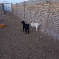 دوعدد بزغاله ی نر|حیوانات مزرعه|عطاملک, |دیوار