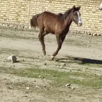 اسب|اسب و تجهیزات اسب‌سواری|خرم‌آباد, |دیوار