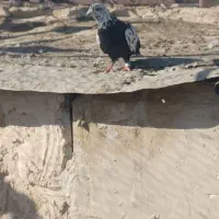 سوسکی نر|پرنده|تربت‌حیدریه, یحیی آباد|دیوار