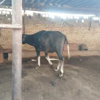 گاومیش نر|حیوانات مزرعه|حمیدیه, |دیوار