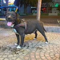 فروش سگ پیتبول ماده