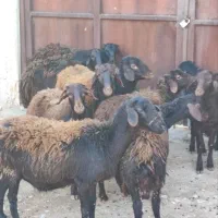 بره ماده شیشک بره قوچ قزل افشار