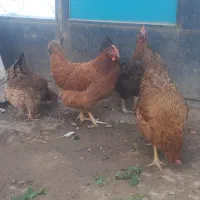 مرغ ۴عدد