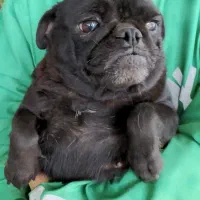 پاگ زیبا وخاص|سگ|بابل, |دیوار