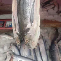 ماهی تن حراج