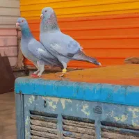 نروماده سرک