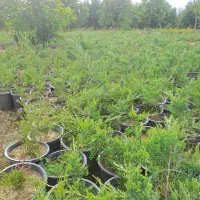 گل رونده .ژونی پرس نقره ای کامیس نوک دار وفشرده