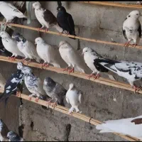 فروش کبوتر|پرنده|سیریک, |دیوار