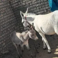 شیر الاغ|خوردنی و آشامیدنی|قم, آزادگان|دیوار
