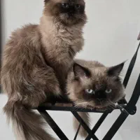 گربه پرشین هیمالین دختر و پسر|گربه|آفتاب, |دیوار