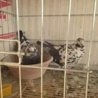 نروماده جفتی|پرنده|نورآباد ممسنی, |دیوار