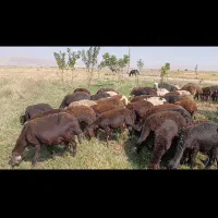 میش|حیوانات مزرعه|بروجرد, |دیوار