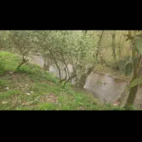 اجاره زمین باغی برای گلکاری و پرورش گل|اجارهٔ دفتر صنعتی، کشاورزی، تجاری|چابکسر, |دیوار