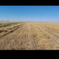 زمین-کشاورزی-دیم