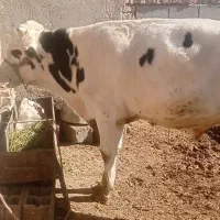 گوساله ماده قرمز سمینتال و جوانه هلشتاین|حیوانات مزرعه|هلالی, |دیوار